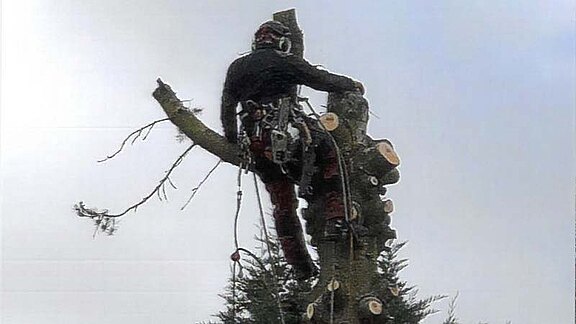 Baumfällarbeiten mit Seiklettertechnik