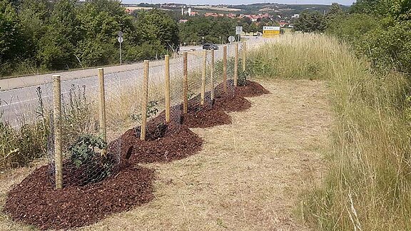 Bepflanzungen von Industrie- u. Neubaugebieten, Ortskernen etc.