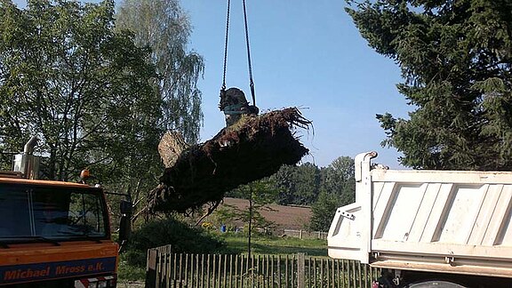 Baumstubben-Fräsarbeiten